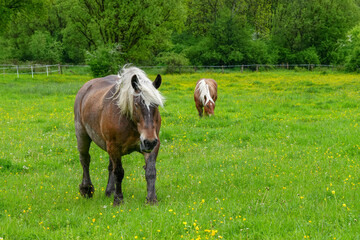 Pferde auf der Weide in der Natur 