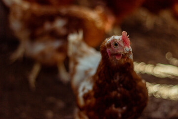 Free range chicken on a traditional poultry farm