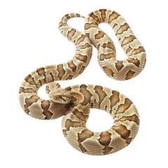 Obraz premium Venomous Rattlesnake Coiled on White Background.