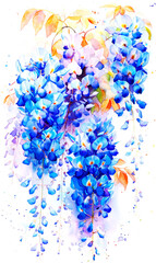 Blue wisteria flowers on white background. Watercolor illustration.