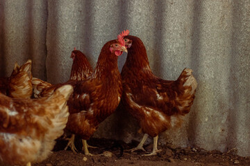 Free range chicken on a traditional poultry farm