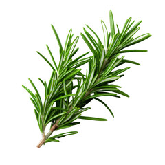 Fototapeta premium Fresh Rosemary Herb on Isolated Background.