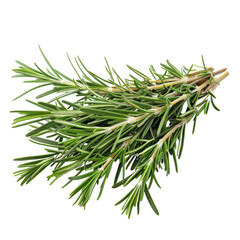 Fototapeta premium Fresh Rosemary Herb on a Clean White Background.