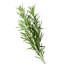Fototapeta premium Fresh Rosemary Herb Leaves on a Clean Background.
