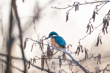 Eisvogel auf dem Ast