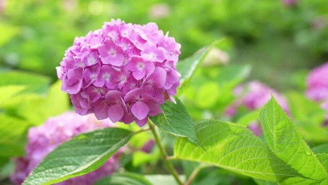 Blooming cultivar bigleaf hydrangea (Hydrangea macrophylla 'Endless Summer') in the summer garden