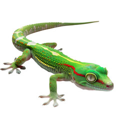 Obraz premium Vibrant Day Gecko Perched on Branch in Natural Habitat.