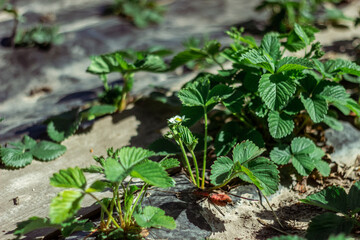 young strawberry bushes seedlings grow on a strawberry patch. gardening and strawberry cultivation concept