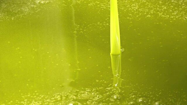 Process of pressing hand-picked olives and squeezing extra virgin olive oil