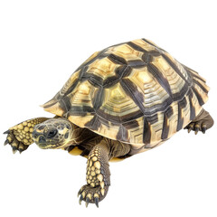 Obraz premium Majestic Tortoise on Isolated White Background.