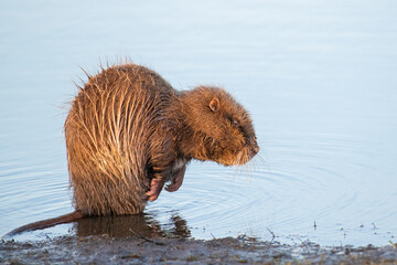 Nutria putzt sich am Wasser