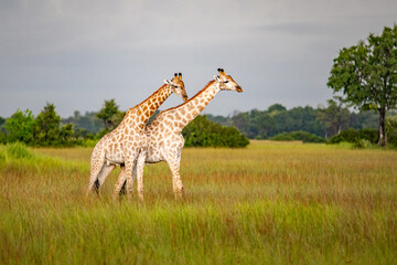 A group of Rothschild's giraffes cross a road in Murchison national park (Uganda). Unlike any other...