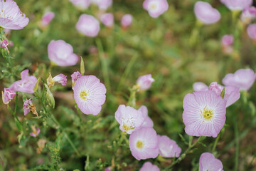 Oenothera speciosa, Pink Evening Primrose in bloom in summer days
