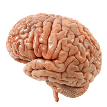 Human brain isolated on transparent background
