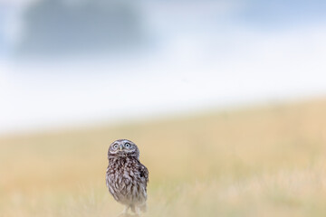Minimalist Photography of the Boreal Owl looking up sitting alone in summer cornfield.  Horizontally. 