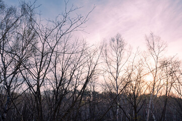 朝焼けの高原の白樺林
