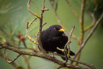 a blackbird male perched on a branch at a spring day