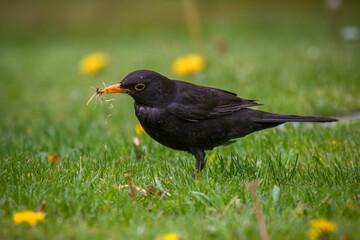 a blackbird , turdus merula, on the green lawn is looking for food