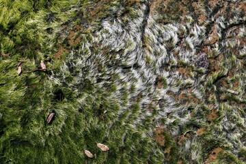 Algae moss texture on rocks at the beach Awhitu, Waiuku, Auckland, New Zealand.