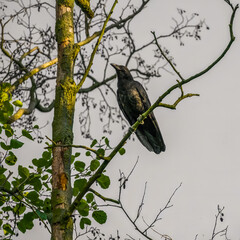 Carrion crow perching high on tree branches, gray sky in background