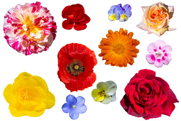 Flores silvestres y de jard&iacute;n variadas