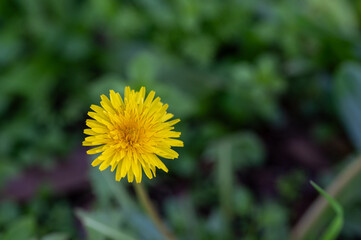 Yellow flowers of dandelions in green backgrounds. Spring and summer background, Australia native plants