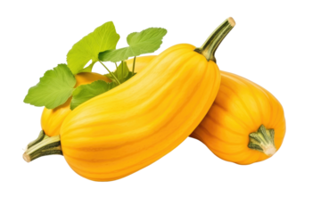 The Curious Dance of Golden Squash on White or PNG Transparent Background.