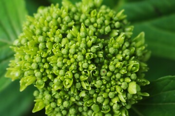 紫陽花の密集したつぼみ　初夏の散策路