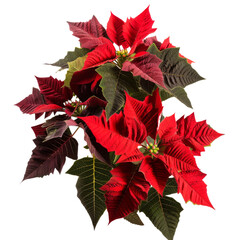 Vibrant Christmas Poinsettia Flower Isolated Without Background