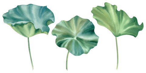 Lotus leaves on a white background. Water lily. Watercolor illustration. The green leaves of nasturtium are hand painted. Zen design.