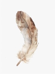 Watercolor painting of a brown feather on a white background. Use for phone wallpapers, posters, postcards, brochures