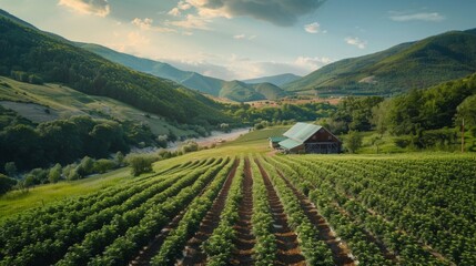 A drone shot of a cannabis farm nestled in a valley