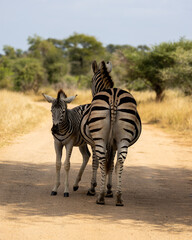 a soon-to-be zebra mother and her foal