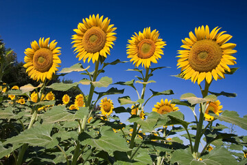 Gele zonnebloemen tegen een fel blauwe lucht. 