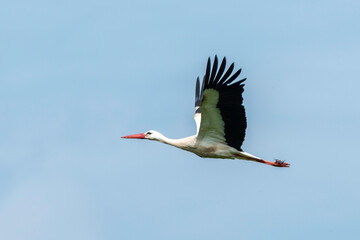 Cigogne blanche,. Ciconia ciconia, White Stork