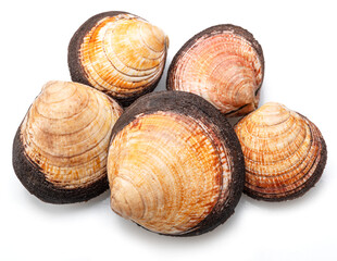 Edible raw clams isolated on white background. Delicacy food.