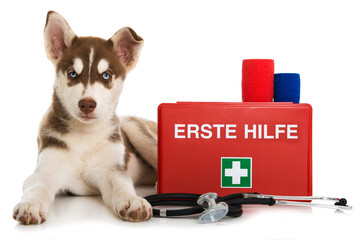 Husky puppy with first aid kit