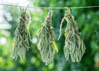 Bunch of  green sage leaves drying on air. Herbs for medicine, aromatherapy and fumigation