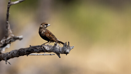 a chestnut-backed sparrow lark female