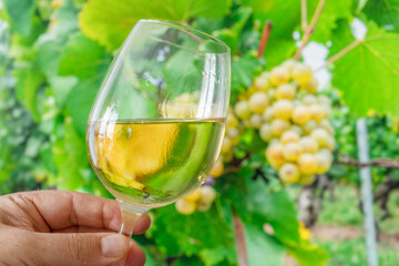 Glass of white wine in man hand and cluster of grapes on vine at the background.