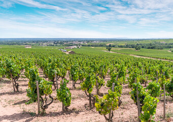Fototapeta na wymiar Long rows of green vineyard in summer day. Blue sky at the background.