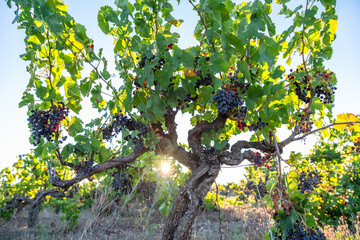 Old bushes of vine with wine grapes in the evening sunlight.