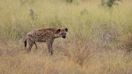 a young spotted hyena male
