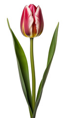 Naklejka premium Tulip darwin hybrid png transparent background, generative ai