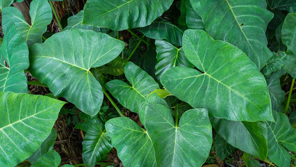 closeup of green taro leaves (colocasia esculenta), green taro leaves background, tropical