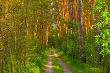 ground road through green fir forest
