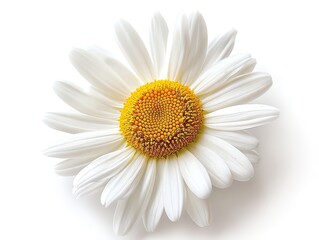 Fototapeta premium daisy on isotate white back background