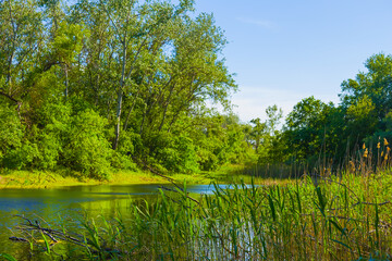 small lake amon green forest