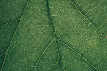 Macro Close-Up of Green Leaf Texture Background for Nature Design