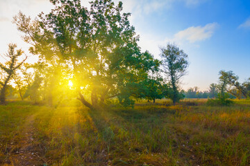 green forest glade at the early morning